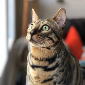 Meet your Posher, Carter